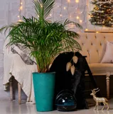 Увлажнитель воздуха Starwind SHC3416 25Вт (ультразвуковой) коричневый/синий